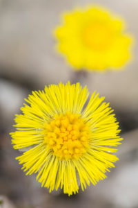 Flowering coltsfoot as a pioneer plant in a sand pit, Tussilago farfara, daisy family, son-before-father, broad-, breast- or donkey-lettuce, laths, Latvians, field laces, cow patties, donkey- or horse-hoof, donkey-stalk, foal foot, hoof-leaf Flowering coltsfoot as a pioneer plant in a sand pit, Tussilago farfara, daisy family, son-before-father, broad-, breast- or donkey-lettuce, laths, Latvians, field laces, cow patties, donkey- or horse-hoof, donkey-stalk, foal foot, hoof-leaf